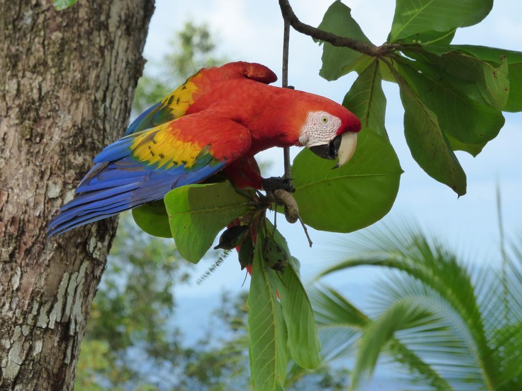 Corcovado Beach Lodge ปัวร์โตคิมาเนซ ภายนอก รูปภาพ