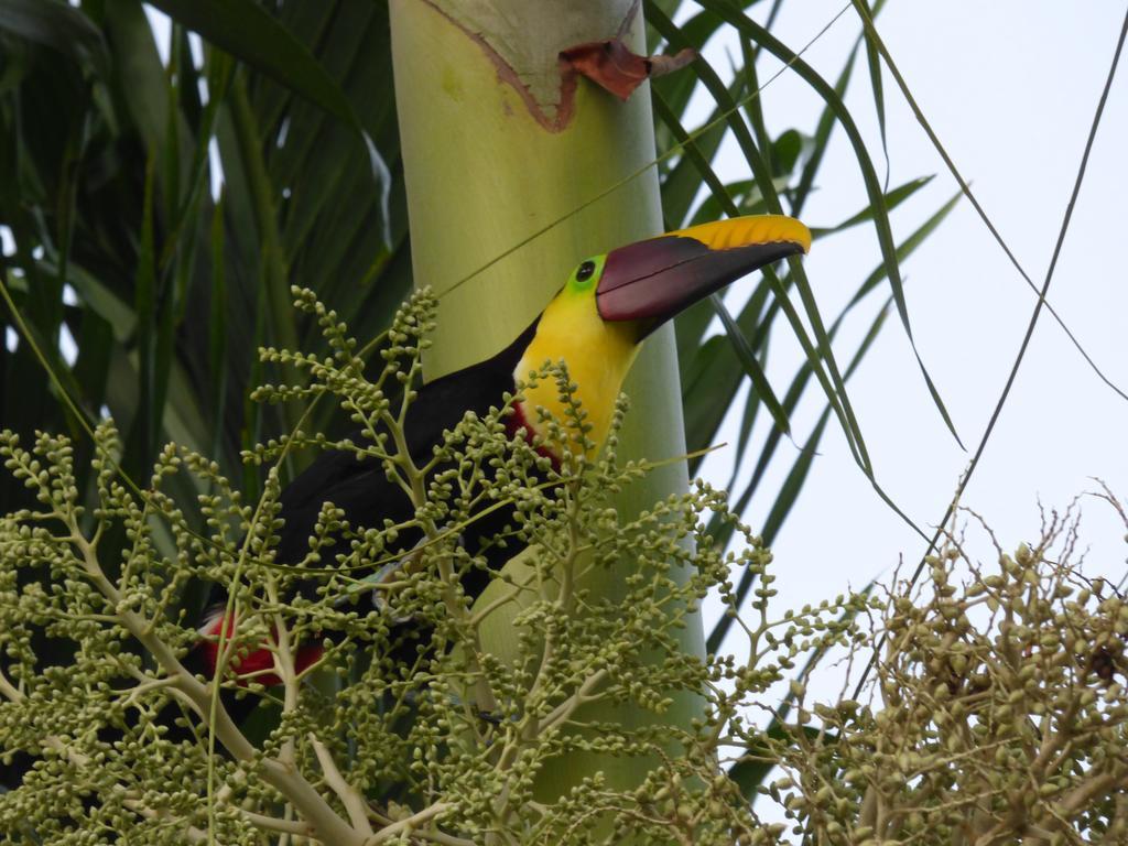 Corcovado Beach Lodge ปัวร์โตคิมาเนซ ภายนอก รูปภาพ